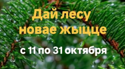 Добровольная общественная акция «Дай лесу новае жыцце!»